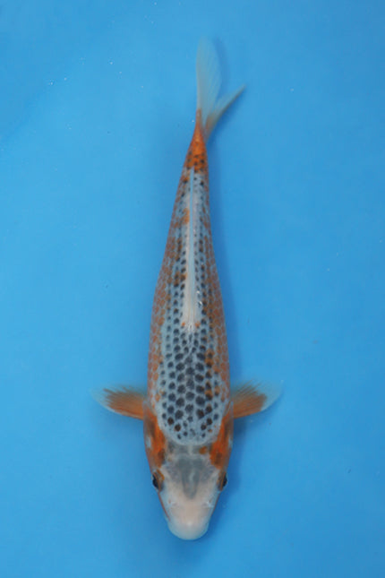 Konoko Asagi Japanese Koi EK7114 bred by Hosokai measuring 21cm Tosai at Elite Koi.