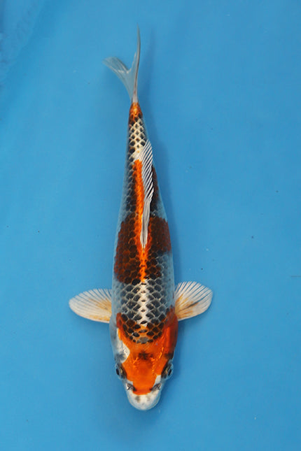 Kujaku Japanese Koi EK7115 bred by Hosokai measuring 22cm Tosai at Elite Koi.