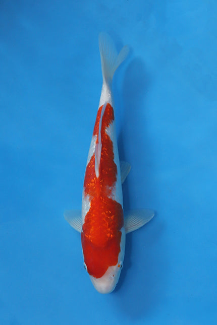 GinRin Kohaku Japanese Koi EK7116 bred by Maruhiro measuring 36cm Nisai at Elite Koi.