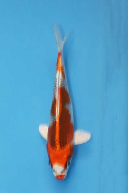 Hosokai Kujaku Japanese Koi EK7117 19cm Tosai with metallic white skin, orange pattern and classic Matsuba reticulation.