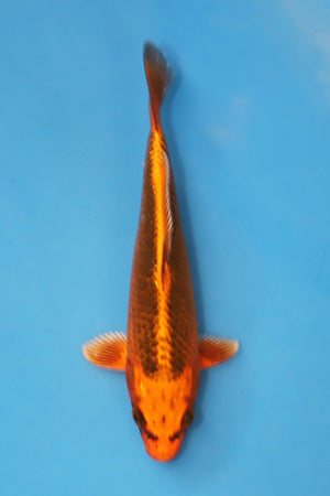Hosokai Kin Matsuba Japanese Koi EK7118 20cm hand-selected Tosai featuring brilliant metallic gold skin and classic Matsuba reticulation.