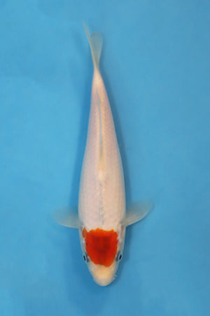 Hosokai Tancho Japanese Koi EK7119 21cm hand-selected Tosai featuring a bright red Tancho head marking on pristine white skin with possible future Tancho Showa development.