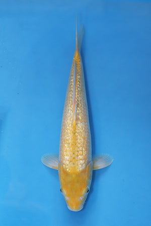 GinRin Karashigoi Asagi type Japanese Koi 38cm Nisai from Maruhiro breeder EK7122