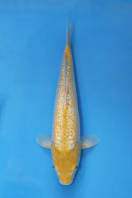 GinRin Karashigoi Asagi type Japanese Koi 38cm Nisai from Maruhiro breeder EK7122
