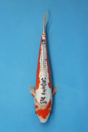 Shusui Japanese Koi 36cm Nisai from Maruhiro breeder EK7123