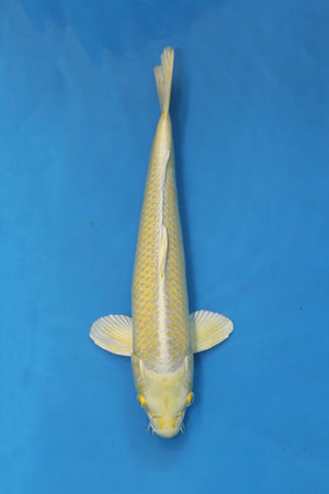 Yamabuki Ogon Japanese Koi 41cm Nisai from Yamasan breeder EK7124
