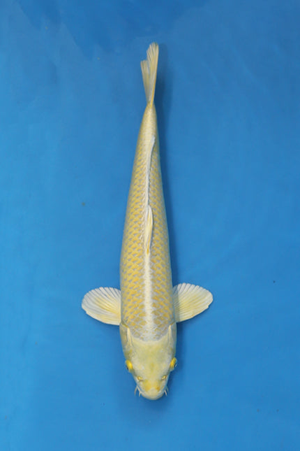 Yamabuki Ogon Japanese Koi 41cm Nisai from Yamasan breeder EK7124