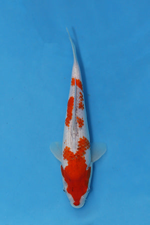 Oofuchi Ai Goromo Japanese Koi EK7128 31cm Nisai with red pattern, white skin and developing blue-black reticulation.