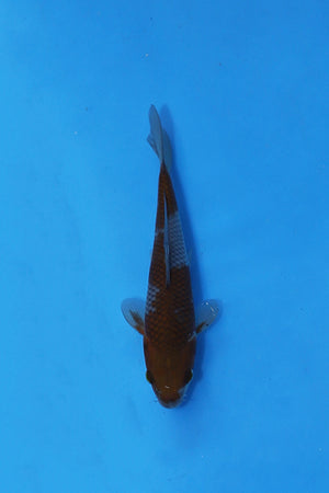 Oofuchi Ochiba Shigure Japanese Koi EK7129 22cm Nisai with brown patterning over a blue-grey base.