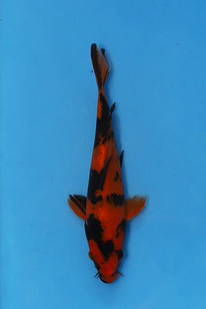 Oofuchi Hi Utsuri Japanese Koi EK7130 20cm Nisai with black Sumi and red orange Hi pattern.