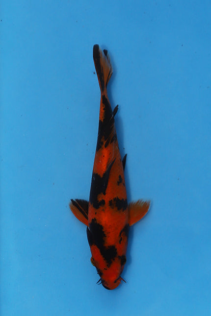 Oofuchi Hi Utsuri Japanese Koi EK7130 20cm Nisai with black Sumi and red orange Hi pattern.