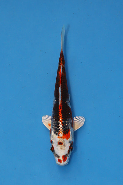Oofuchi Kujaku Japanese Koi EK7131 20cm Nisai with metallic scales, dark reticulation and red orange pattern.
