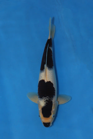 Ogata Budo Goromo Japanese Koi EK7132 40cm Tosai with distinctive dark Goromo patterning