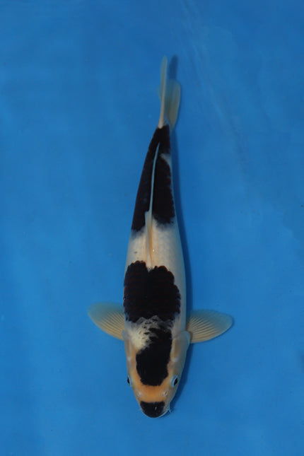 Ogata Budo Goromo Japanese Koi EK7132 40cm Tosai with distinctive dark Goromo patterning