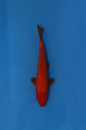 Ogata Ginrin Benigoi Japanese Koi EK7133 34cm Tosai with vibrant red colour and reflective Ginrin scales