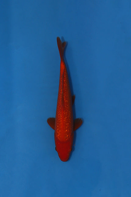 Ogata Ginrin Benigoi Japanese Koi EK7133 34cm Tosai with vibrant red colour and reflective Ginrin scales