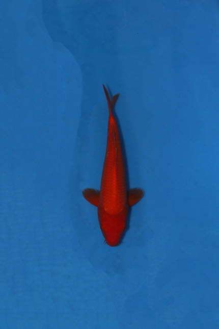 Ogata Benigoi Japanese Koi EK7134 36cm Tosai displaying strong red orange single-colour body