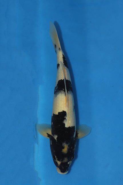 Ogata Shiro Utsuri Japanese Koi EK7135 42cm Tosai with bold black Sumi and contrasting white Shiroji