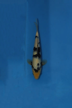 Ogata Shiro Utsuri Japanese Koi EK7136 36cm Tosai with black Sumi pattern over white Shiroji