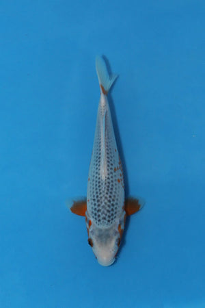 Hosokai Asagi Japanese koi EK7139, 23cm Tosai, showing blue-grey reticulated scales and developing orange-red Hi.