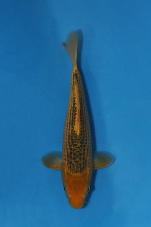 Hosokai Ki Matsuba Japanese koi EK7140, 34cm Tosai, displaying golden-yellow colouring and dark pinecone-style scale pattern.