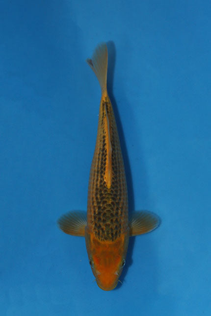Hosokai Ki Matsuba Japanese koi EK7140, 34cm Tosai, displaying golden-yellow colouring and dark pinecone-style scale pattern.