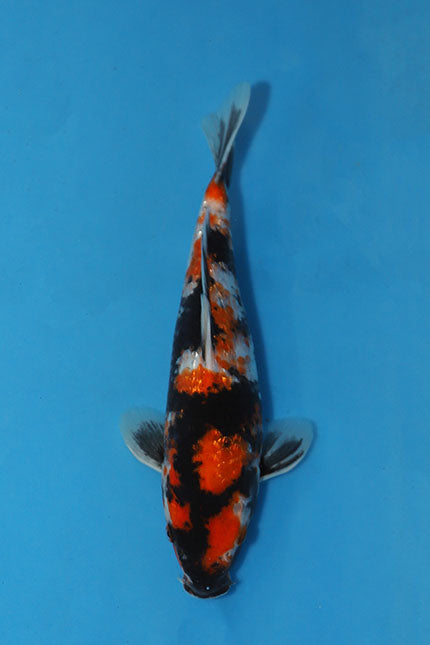 Ginrin Showa Japanese koi EK7141 from Hosokai, 28cm Tosai, featuring red, white and black markings with reflective Ginrin scales.