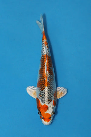 Kujaku Japanese koi EK7142 bred by Hosokai, 20cm Tosai, featuring orange-red markings, metallic silver-white colouring and dark reticulated scales.