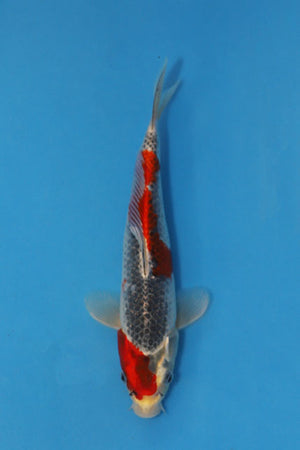 Beni Ginga Japanese koi EK7143 bred by Oofuchi, 29cm Nisai with vivid red Beni and distinctive dark scale reticulation.