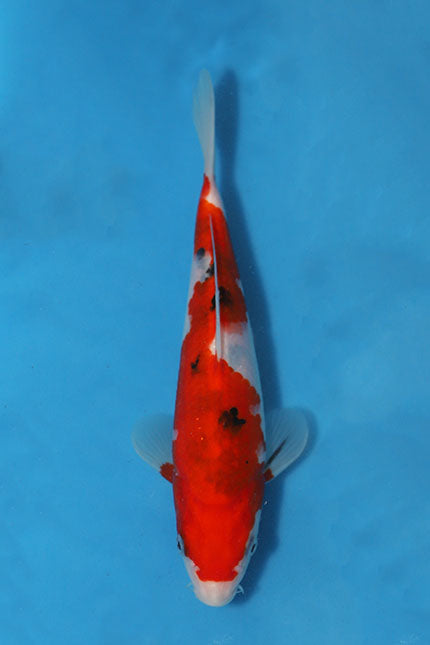 Sanke Japanese koi EK7144 bred by Oofuchi, 24cm Nisai, with strong red Hi, white Shiroji and contrasting black Sumi markings.