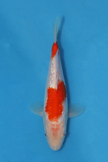 Ginrin Kohaku Japanese koi EK7145 bred by Oofuchi, 22cm Nisai, with red Hi patterning, white Shiroji and reflective Ginrin scales.