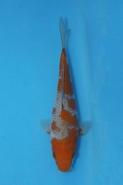 Ochiba Japanese koi EK7146 bred by Oofuchi, 23cm Nisai, with warm brown patterning over a contrasting grey-blue base.