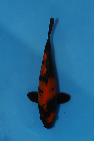 Hi Utsuri Japanese koi EK7152, 22cm Nisai from Oofuchi, featuring deep black sumi, orange-red markings and dark pectoral fins, photographed from above.