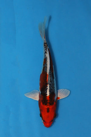 Beni Kikokuryu Japanese koi EK7153, 19cm Nisai from Oofuchi, with a red-orange head, dark metallic body markings and distinctive dorsal scales.