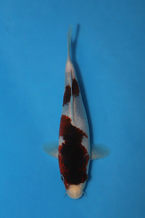 Budo Goromo Japanese koi EK7154, 23cm Nisai from Oofuchi, showing deep burgundy grape-like markings against a pale body, photographed from above.