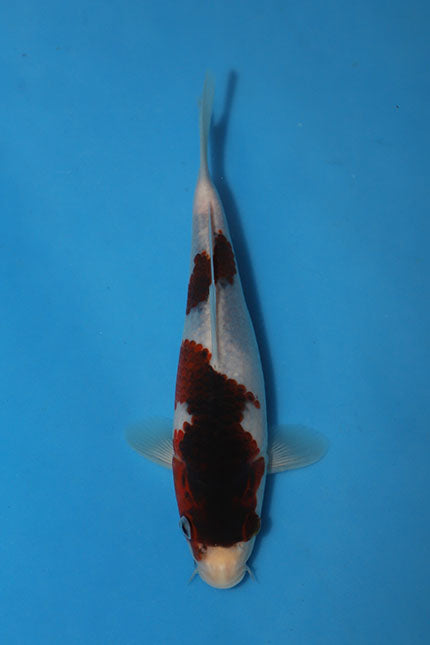 Budo Goromo Japanese koi EK7154, 23cm Nisai from Oofuchi, showing deep burgundy grape-like markings against a pale body, photographed from above.