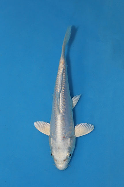 Platinum Ogon Japanese koi EK7155, 19cm Nisai bred by Oofuchi, displaying metallic silver-white scales and pale fins, photographed from above in a blue inspection bowl.