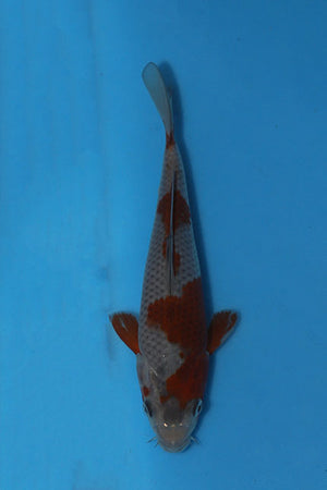 Ochiba Japanese koi EK7156, 20cm Nisai bred by Oofuchi, featuring smoky blue-grey scales and irregular copper-brown autumn-leaf markings, photographed from above in a blue inspection bowl.