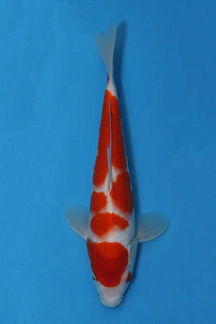 Goromo - Izumiya - EKH115 - Koi For Sale