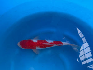 Ginrin Kohaku