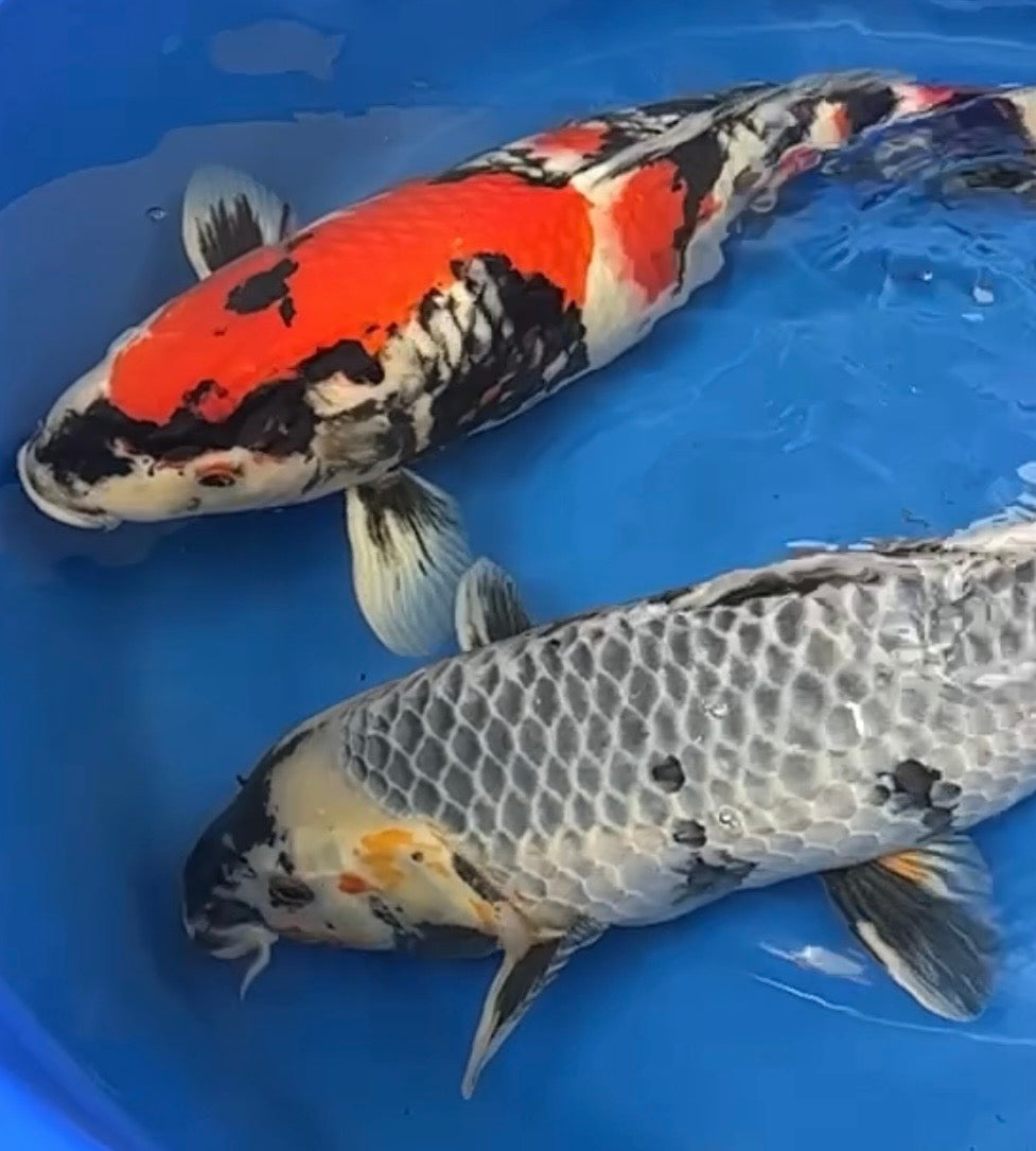 fish pond accessories uk Pool Floating Sculpture Ornament Decor Resin Toy Pond,Water Floating Leaf Animal Koi Decoration.Pool Float,B/513 (Color : B) Beauty The intake bay draws water in PondXpert Fish Viewing Tower 20cm