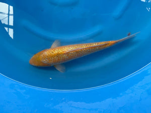 Kawarigoi