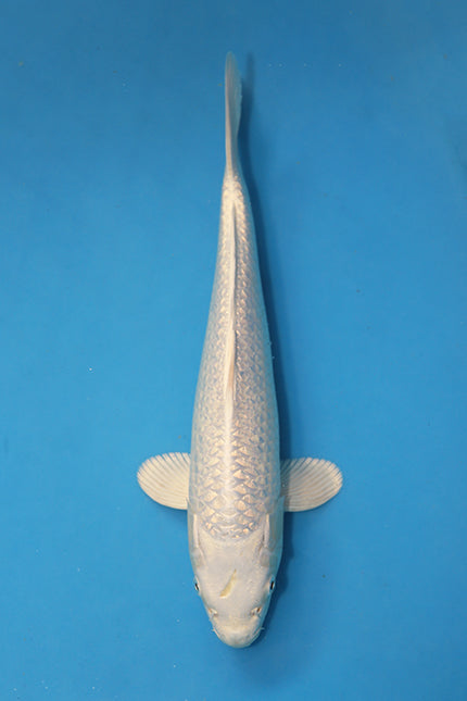 Red Eyed Ginrin Purachina Koi 36cm Nisai – Yamasan (EK6992)