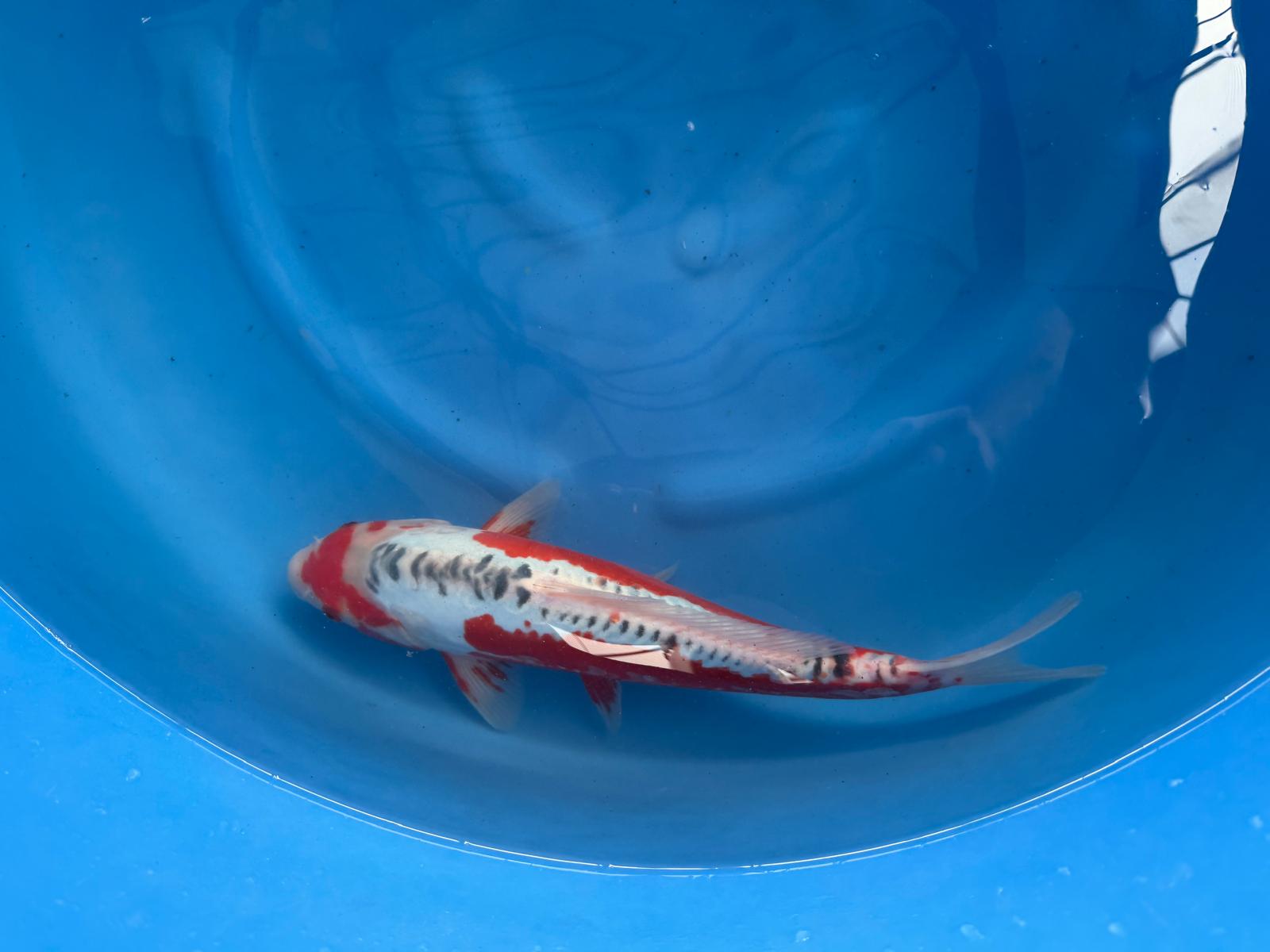https://www.elitekoi.co.uk/cdn/shop/files/Shusui35-38cmMaruhiro_295.jpg?v=1770467760&width=4096