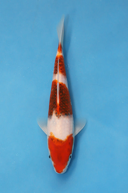 Hosokai Budo Goromo Japanese Koi EK7120 27cm Jumbo Tosai featuring crisp white skin, rich red pattern and developing grape-like reticulation.