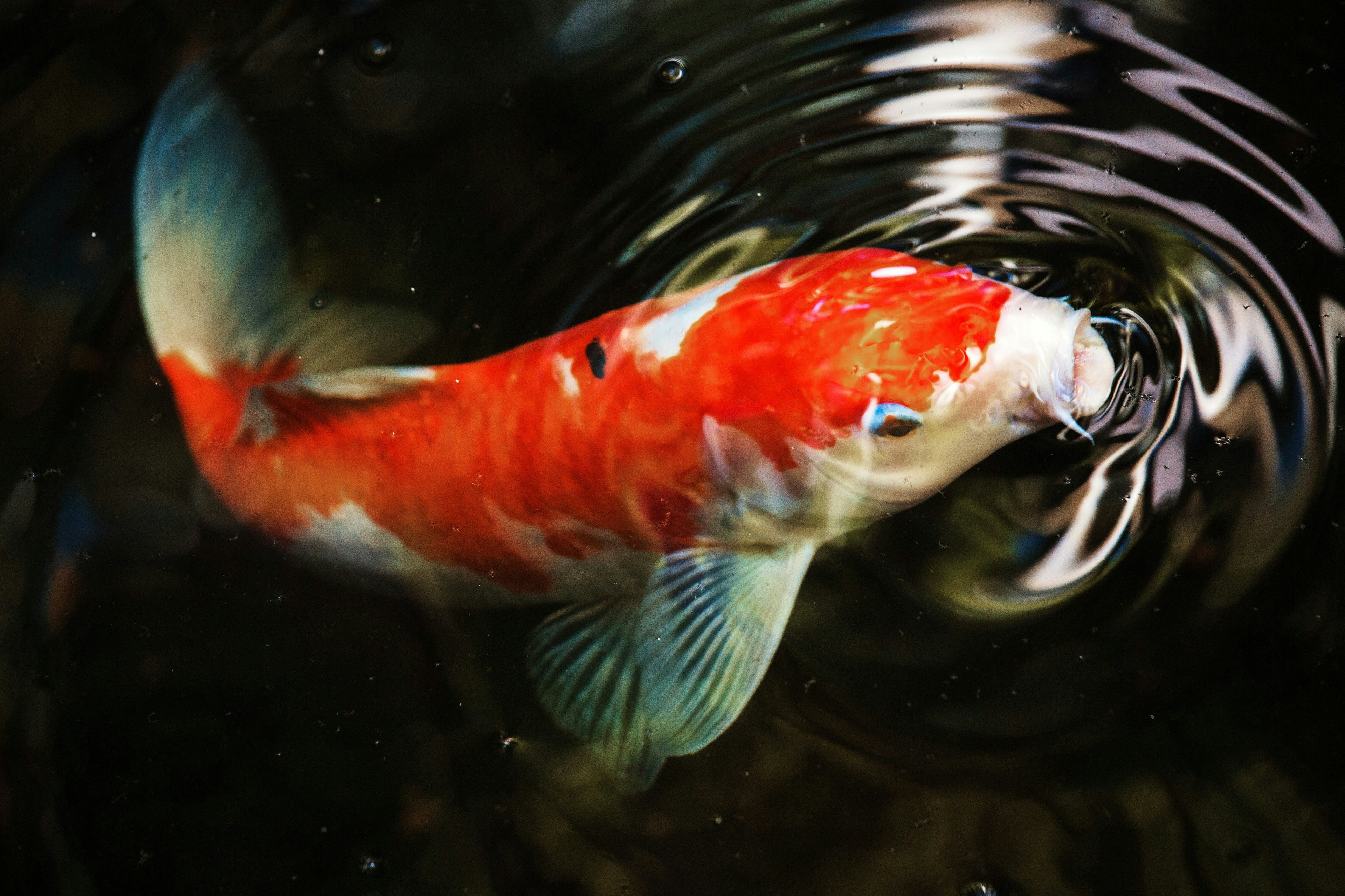 A koi breaching the waters surface