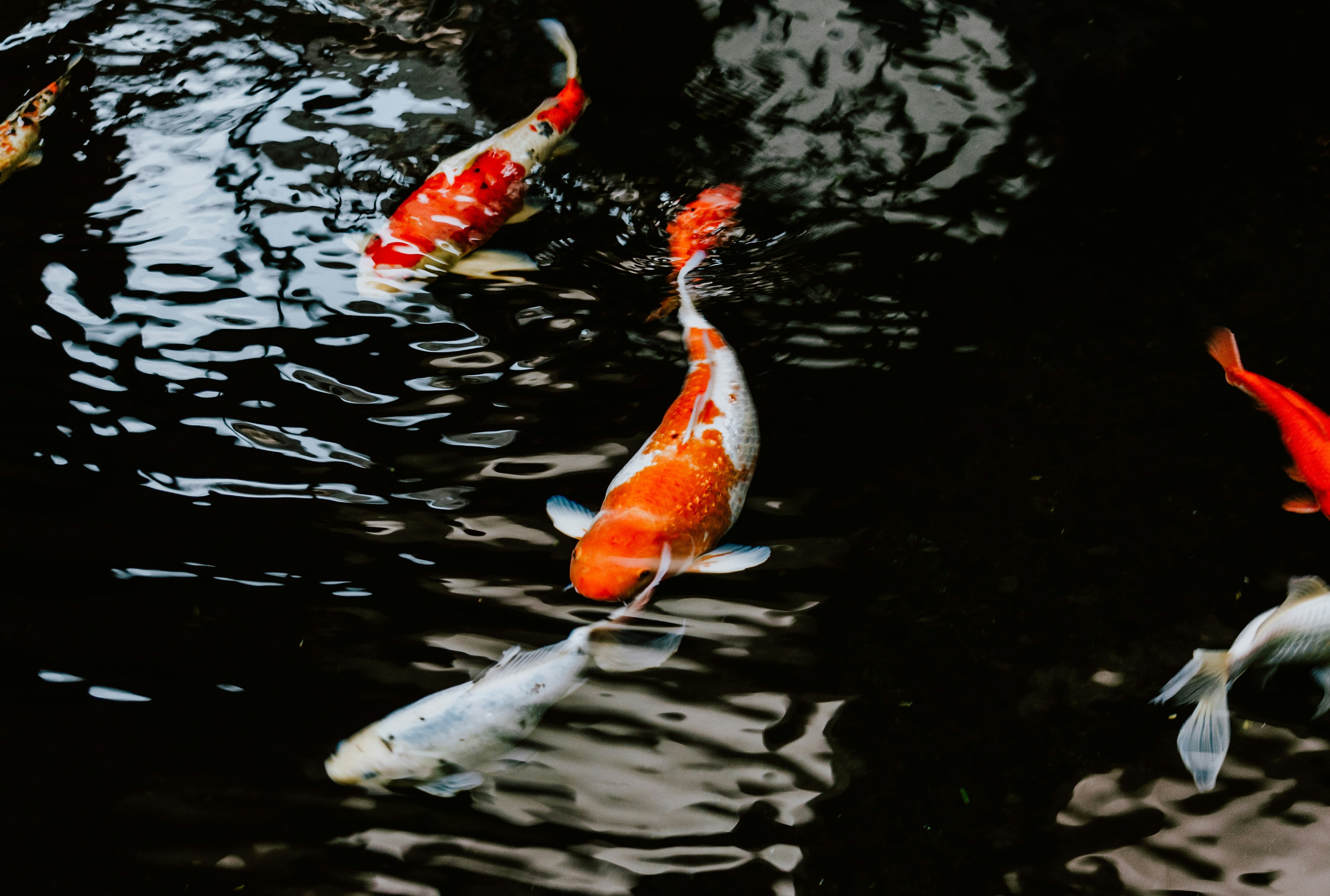 Multiple koi swimming in a pond