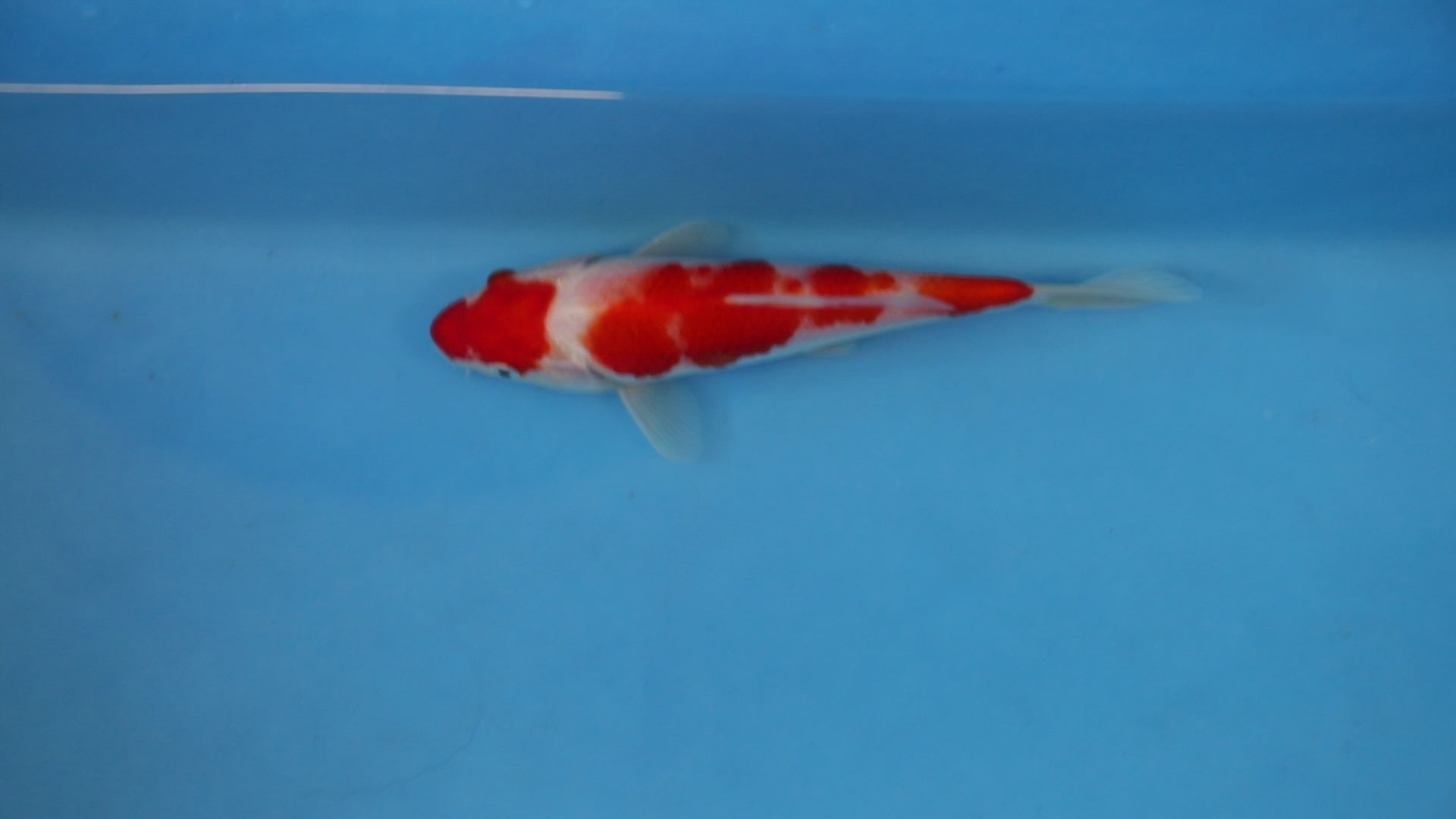 KOHAKUETC Kohaku Koi 20cm Nisai Oofuchi EK7062 | Japanese Koi UK