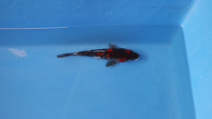 Elite Koi Winter Grow-Out: 35 Showa & 15 Sanke from Maruhiro - Showa