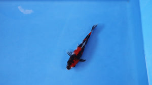 Elite Koi Winter Grow-Out: 35 Showa & 15 Sanke from Maruhiro - Showa